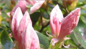 Trewithen Gardens, Cornwall