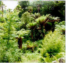 Lost Garden