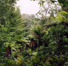sub tropical