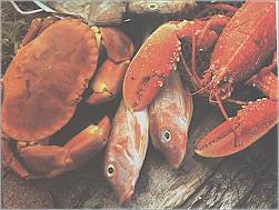 cornwall fresh fish