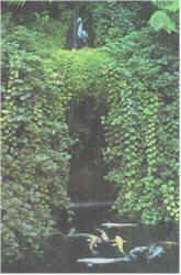 tropical gardens