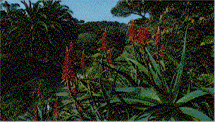 sub tropical