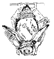 bats