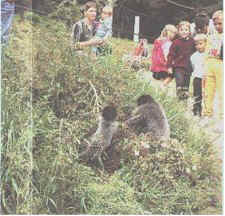 monkey1.jpg (25531 bytes)