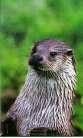 otter