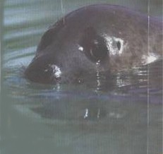 sea lion, Gweek Sanctuary
